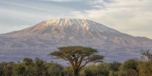 Mt Kilimanjaro and Acacia - in the morning